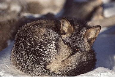 GameStop内部数据显示 Switch2首发备货量恐不足预期50%